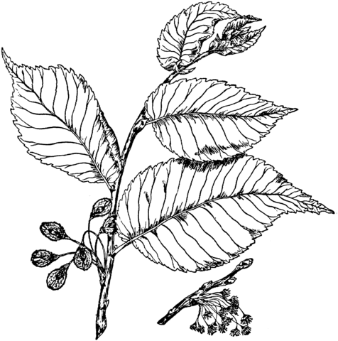 American Elm Branchlet Coloring Page